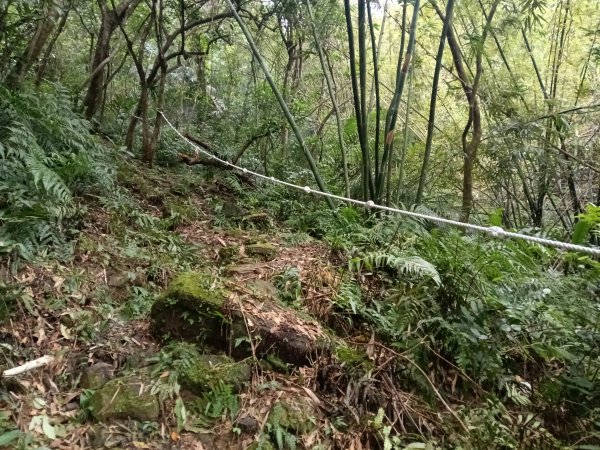 雙溪區彎穹平林山+平湖東步道+紙坑古道(億山煤礦)+紙坑山出平水聚落O型2965793