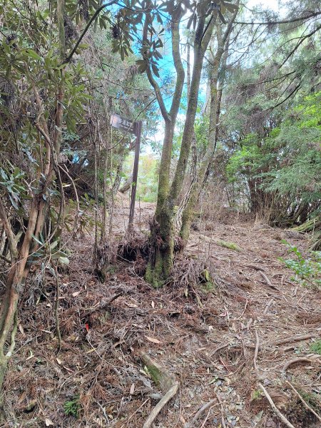 觀霧之榛山O型202411232653944