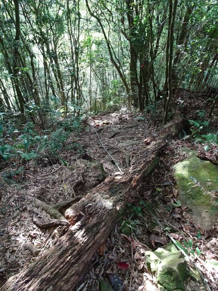 南投鹿谷-鳳凰山之三角點222059