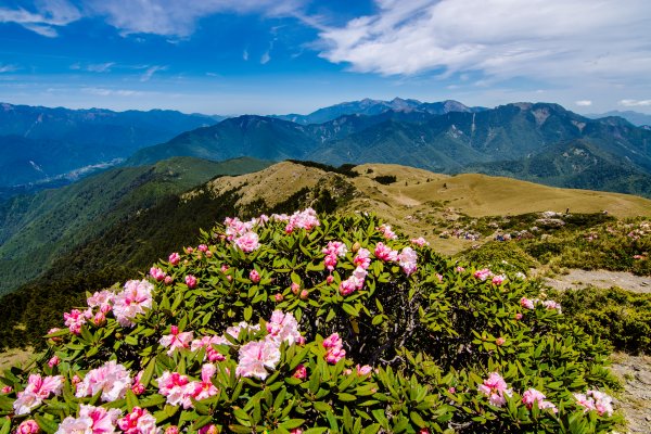 合歡山北峰賞高山杜鵑(2021/04/30)