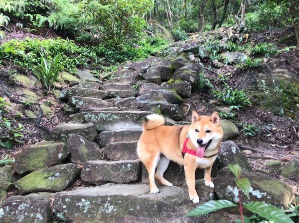 金面山步道1071838