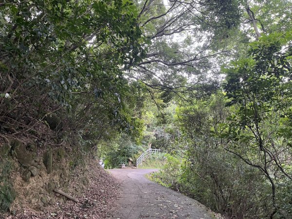 [微笑山線_第二段] 2025_0720 大棟山系_百年大榕樹2843319