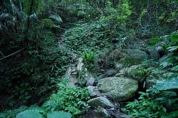 桃園 復興 上宇內山、南插天山2339557