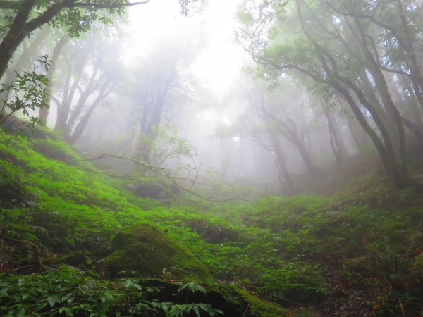 【新竹】觀霧迷幻森林：檜山巨木群步道1111961