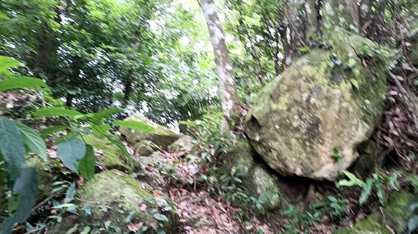 20250531 新竹關西 赤柯山及東獅頭山 O型2801099