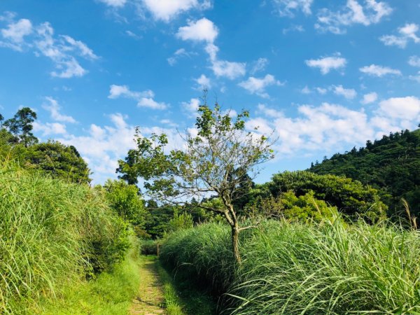 1090503大屯山西峰.南峰950161