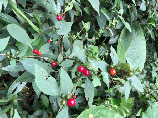 後棟山經挑筍古道上大尖山再走樟湖山1100365