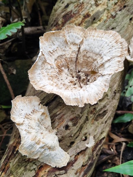 微笑山線之望月亭段2849027