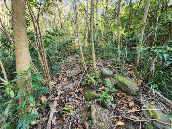 20250114石井山、榴子坑山、後脊山、龍頂山2728609