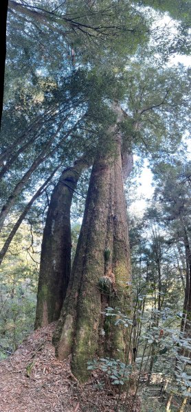 阿里山園區巨木群步道繞一圈2420741