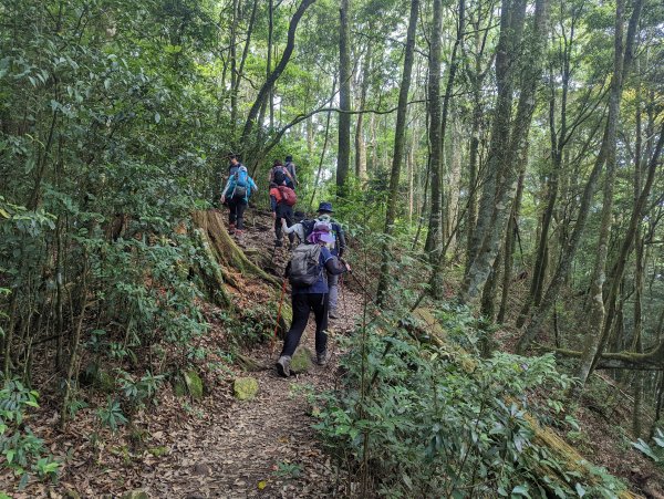 谷關七雄：屋我尾山（大雪山林道來回）1773178