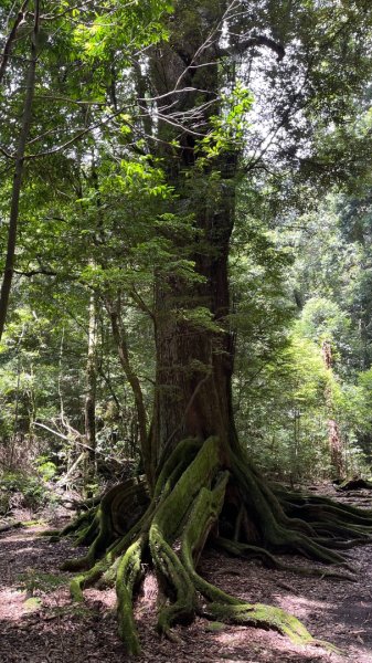 雪見大板根2877618