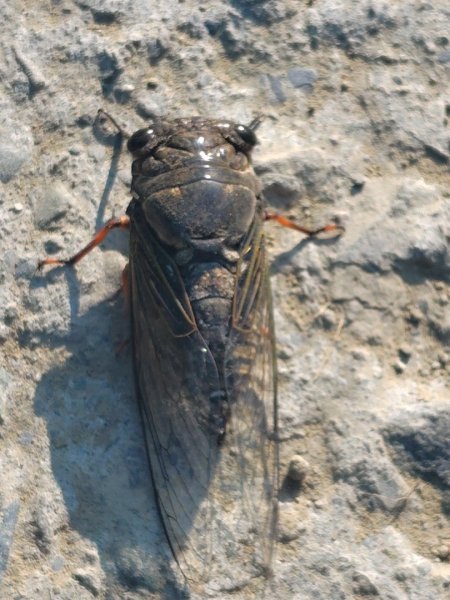 唐子恩山 廢棄油礦2919021