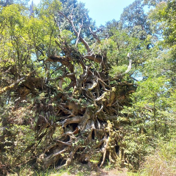 塔魔巴魔塔2698675