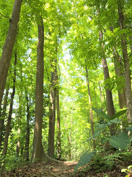 雙溪樹木園>九芎山>九茶山來回2772130