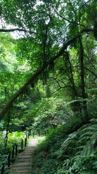 20170813 獅頭山國家公園155166