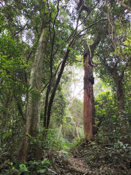 2024.04.14 倒別牛登中坑山飛鳳山O型2922820