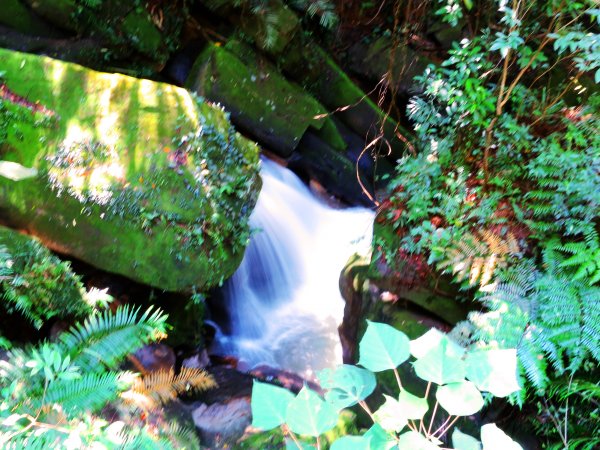 搭著捷運去旅行-白石湖賞花輕旅行610429