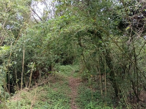 瑞芳區過港山+四腳亭砲台+深奧砲台山P字走2803744