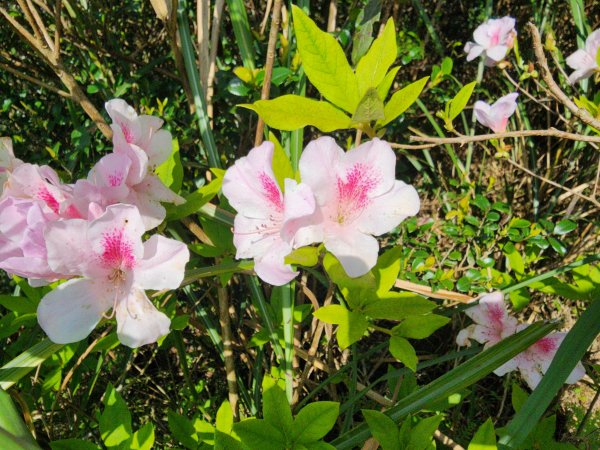 20250322-姜子寮山2739995