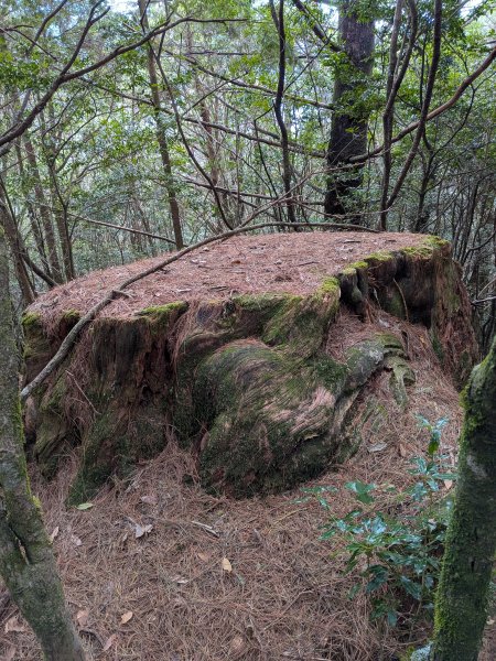 結界縱走三日(結城山、境界山、檜山)2920873