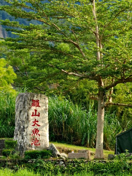 羅山村竹林步道-2025漫遊縱谷愛在花東-花蓮縣富里鄉2916733