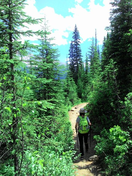 Iceline Trail (YOHO 加拿大幽鶴國家公園)2634581