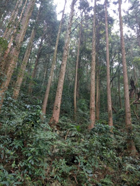 香杉秘境@長壽山：還有孟宗竹林及柳杉混合林、加碼夫妻樹1480551