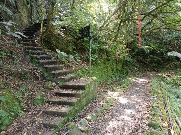 平溪區慈恩嶺+慈母峰探找艷紅鹿子百合花影2870227