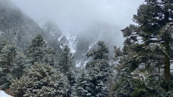 塔塔加-排雲山莊。驚喜滿分的糖霜雪景1565855