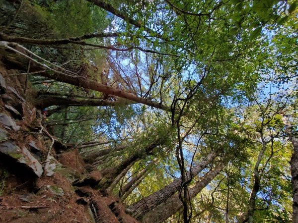 中橫大辣－屏風山1507799