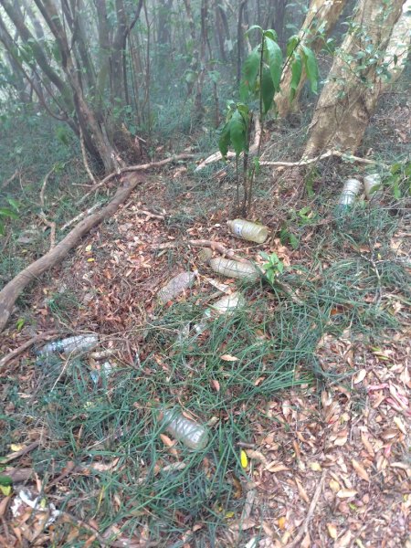 白藍狐貍出狐貍尾/狐貍縱走2796377