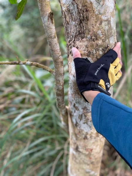 小百岳 三腳南山2686591