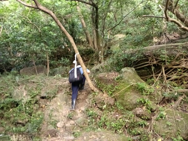 貢寮區龍洞坑古道+苦苓嶺+南雅山+海園古道O型2954607
