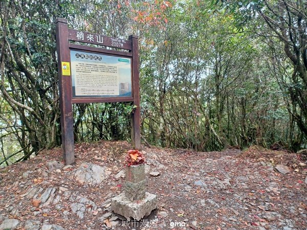 【台中和平】巧遇藍腹鷴帝雉。 稍來山步道2749914