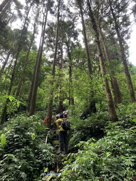 20250614南投南鳳凰山2813251