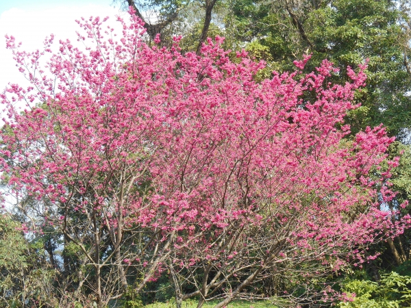 大崎棟古道的櫻花13215