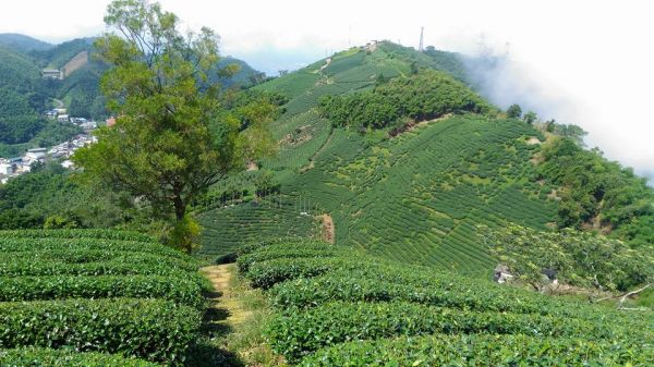 梨子腳山與太平山（小百岳）153194
