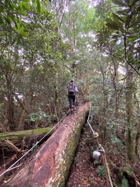 魔法森林塔曼山1068078