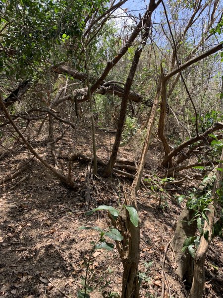 20250503屏東南和山2781482