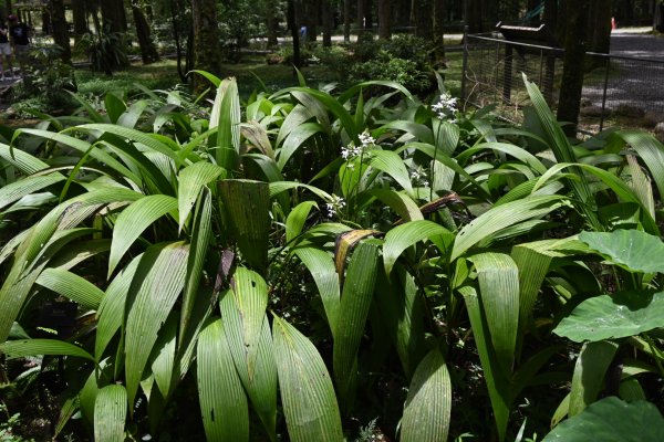 2025_0712 福山植物園2836322