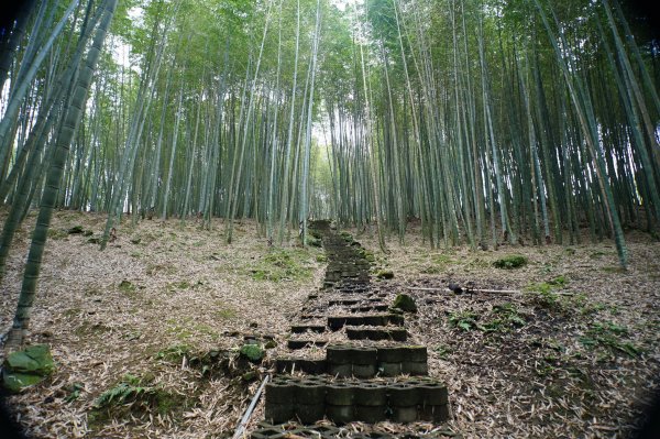 南投 鹿谷 大崙頭山、貓冬望山、樟空倫山、志騰山、竹崙山2993337