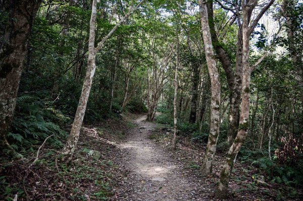 滿月圓森林步道2870087