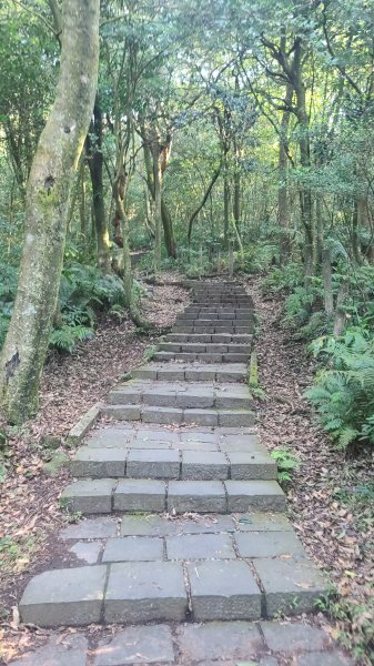 2026-0213 苗圃-凱達格蘭山-七星錐-七星山南峰-小油坑-竹子湖-水車寮步道-湖田猴崁步道-3005644