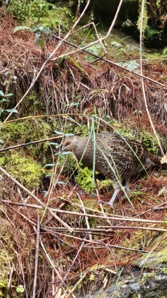20250319～20嘉明湖國家步道🥶🥶🥶殘念😭2739780