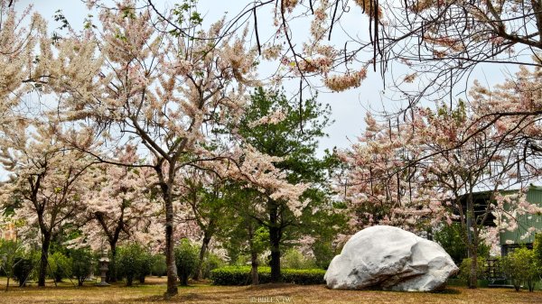【台灣健行】不負春光：與花旗木在天臺山的相遇3033579