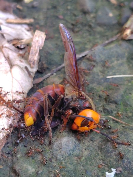 西阿里關山2823109