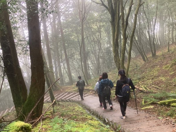檜山巨木群森林步道2316116