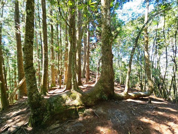 油羅山-2025森遊竹縣皮皮獅探險隊2910097