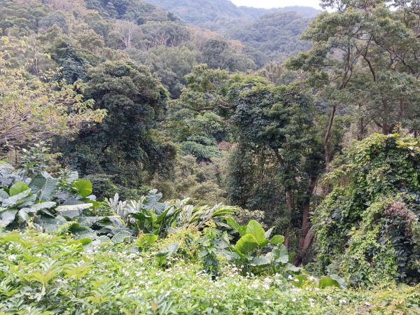 微笑山線大棟山系百年大榕樹段+大湖坑步道2981038
